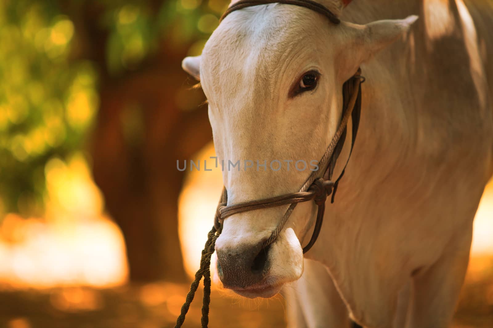 An Indian farm bull resting under the shade of a tree during a hot Indian summer