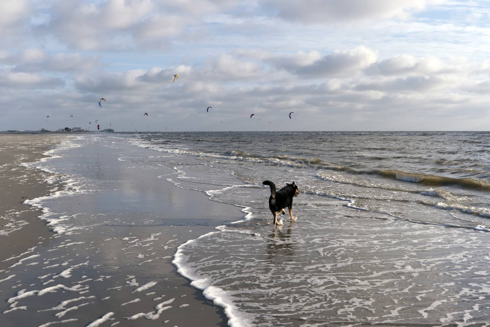 Kitesurfer in St- Peter-Ording in Germany