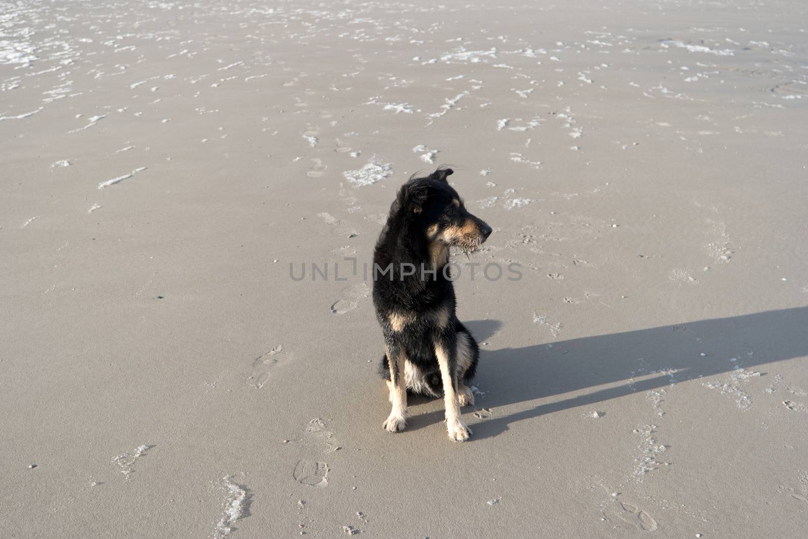 Dog on a North Sea Beach by 3quarks