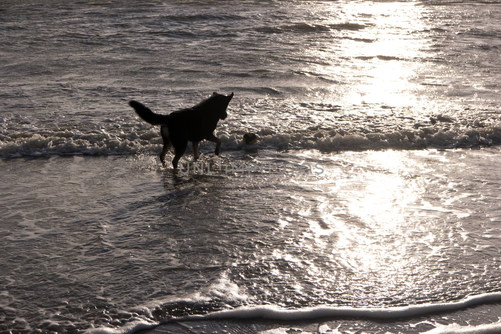 Dog on a North Sea Beach by 3quarks