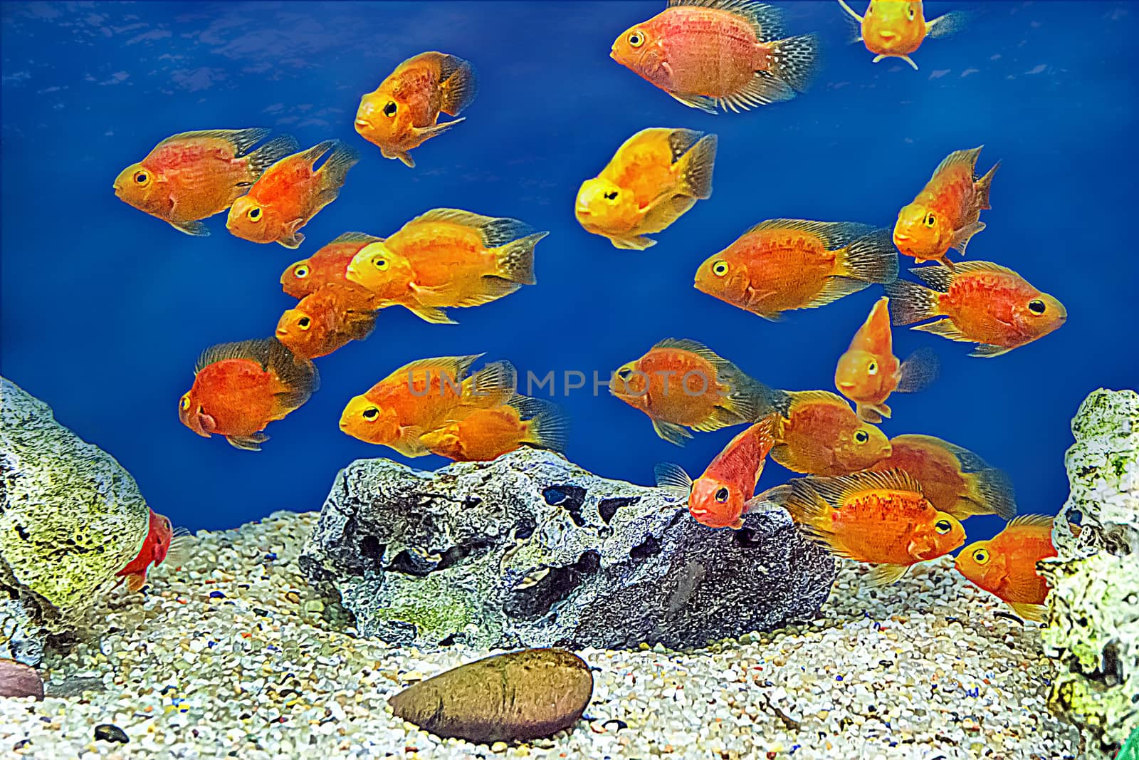 Photo of aquarium fish red parrot cichlid