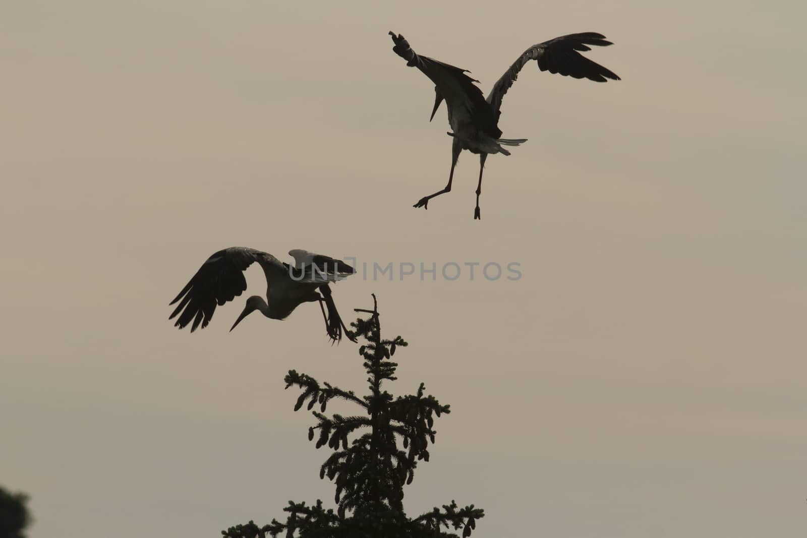 storks on green grass in sunny day, nature series