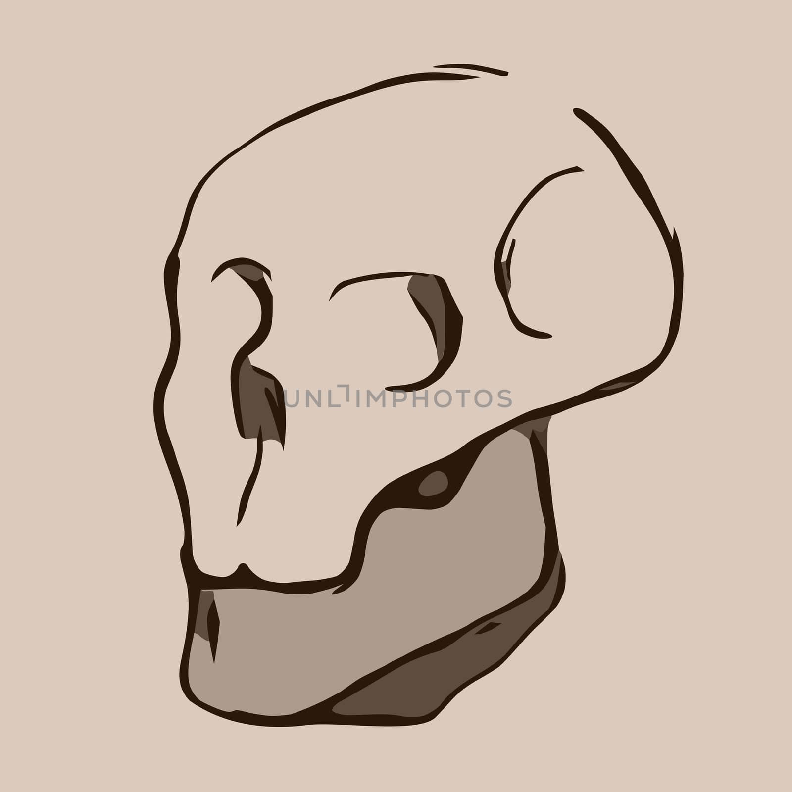 Hand Drawn Skull. Skull Illustration 