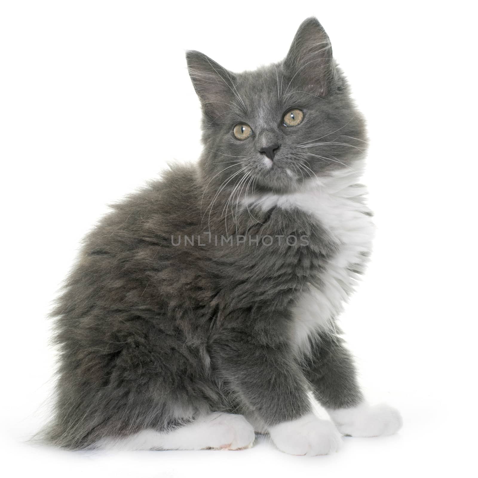 maine coon kitten by cynoclub