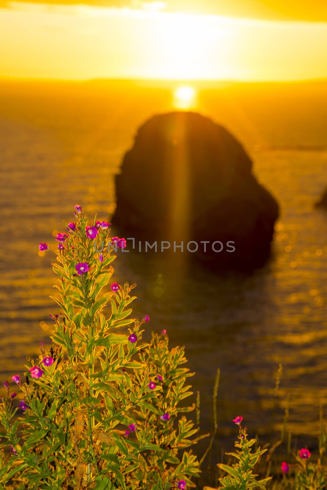 virgin rock with wild flowers sunset by morrbyte