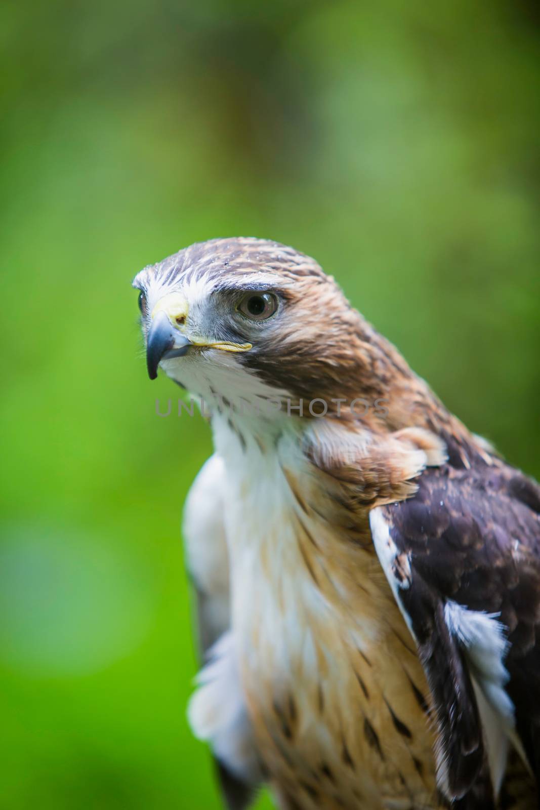 Red Tailed Hawk Close Up by Creatista