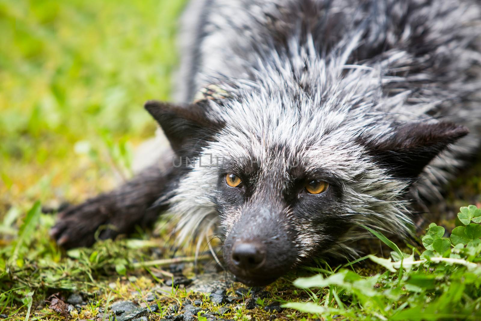 Melanistic silver version of the red fox variety relaxing outdoors