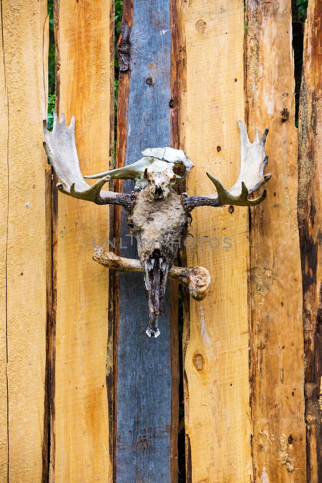 Moose skulls and antlers on a wood plank fence