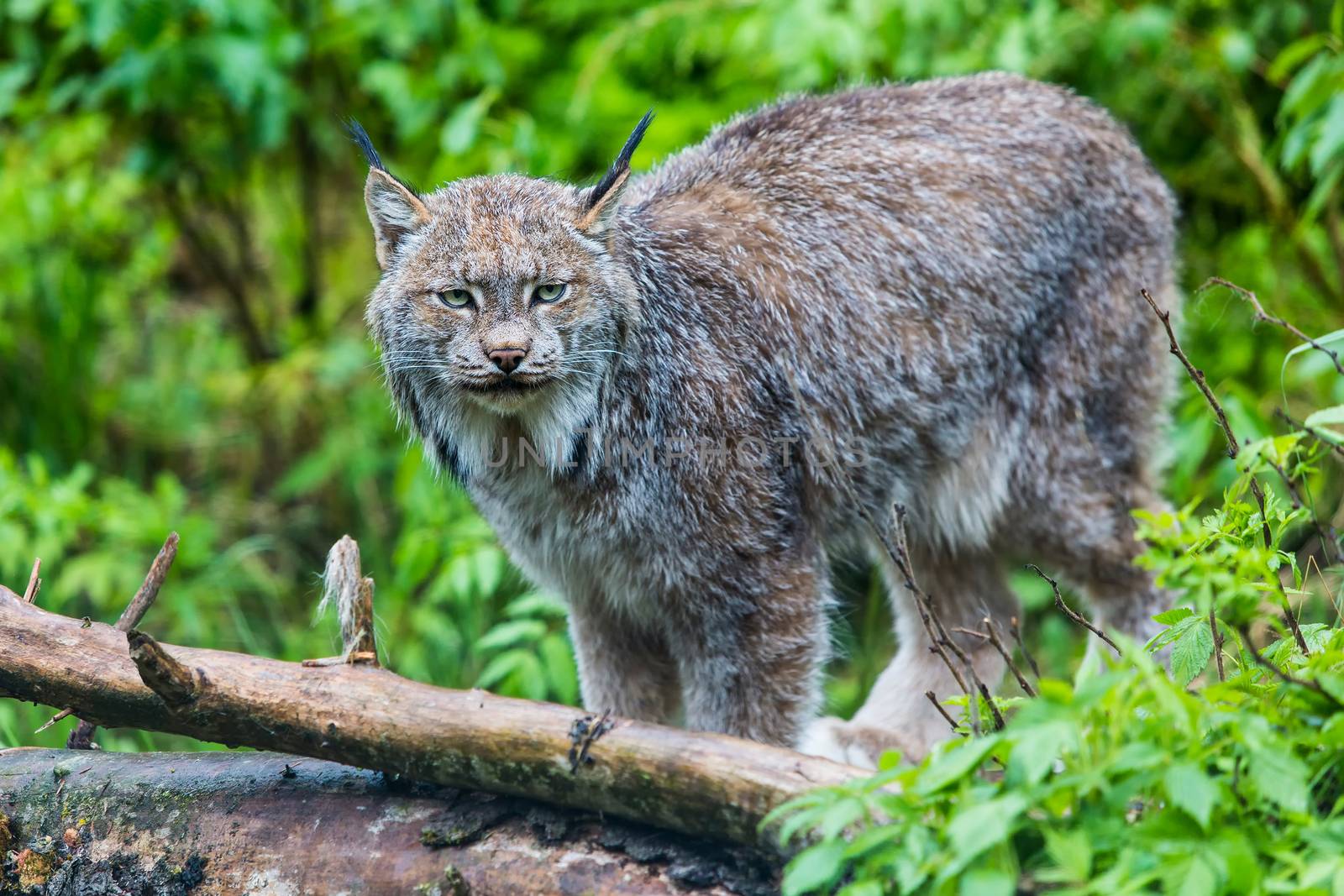 Canadian lynx on standing near log with fur on it in the wild