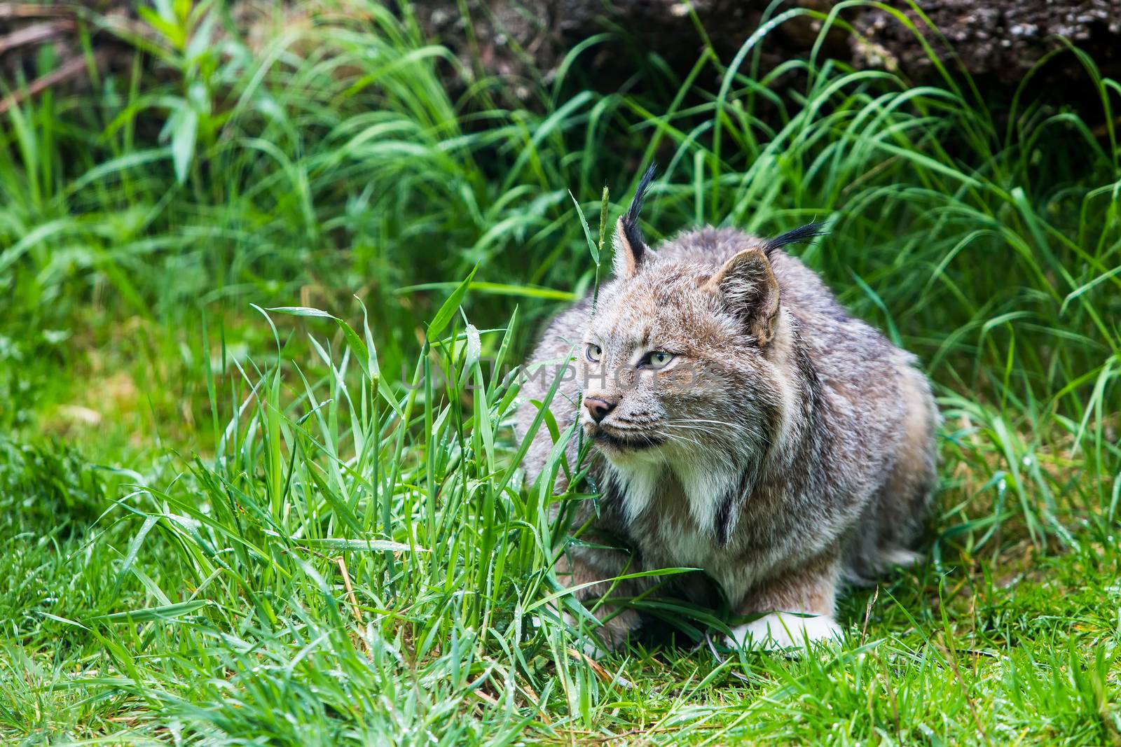 Canadian Lynx in Low Grass by Creatista