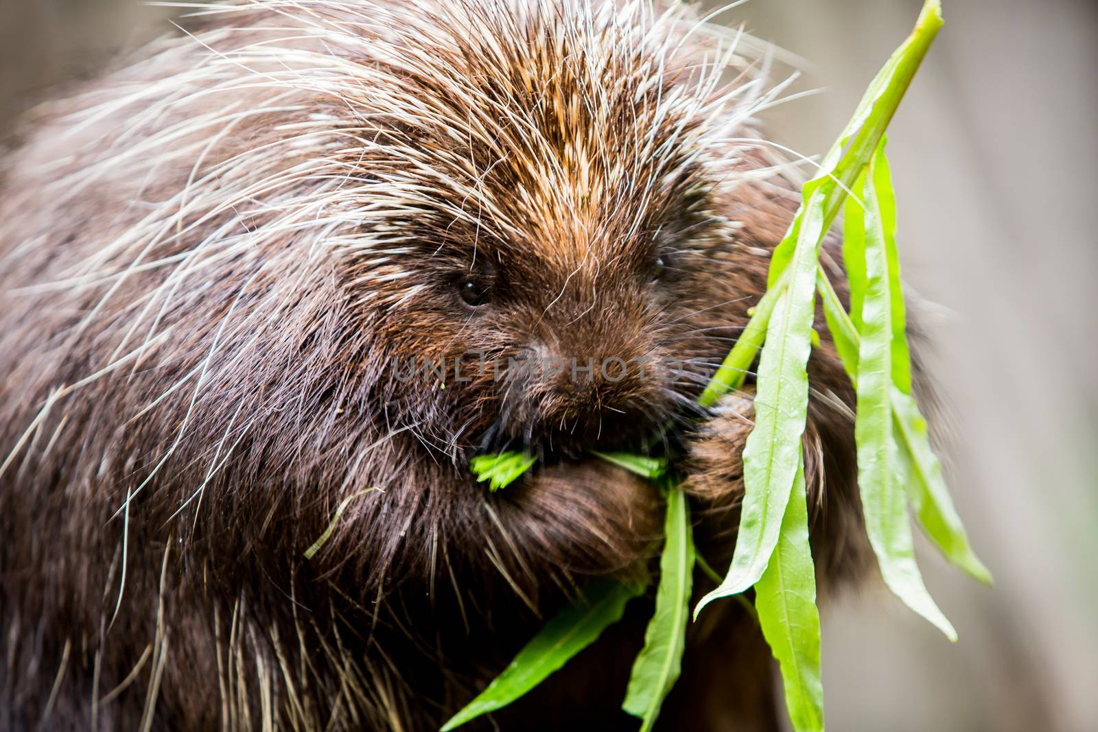 Single hungry new world porcupine eating a stalk of green leaves