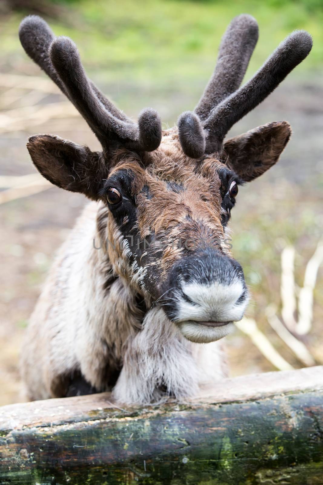 Molting reindeer with full velvet covering antlers looking over fence