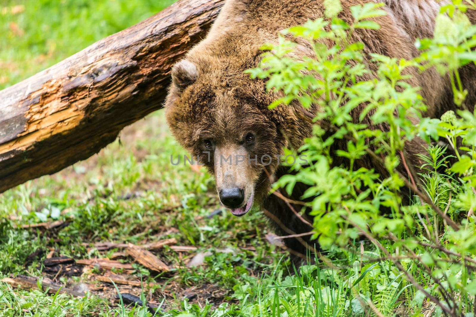 Watchful female grizzly bear in forest clearing near rotten log