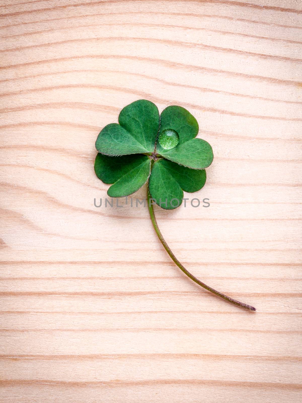 Clovers leaves on wooden background.The symbolic of Four Leaf Cl by kerdkanno
