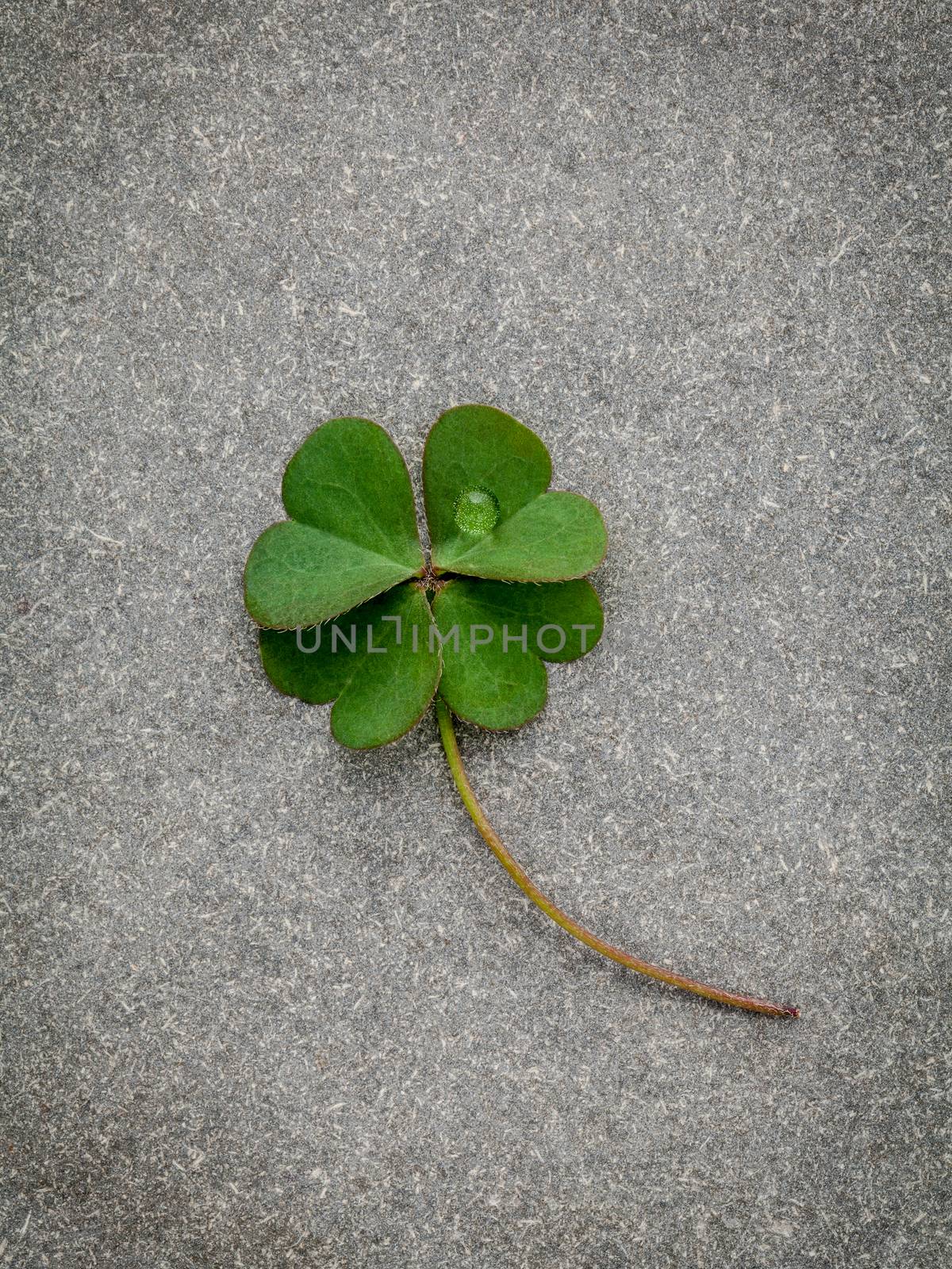 Clovers leaves on Stone Background.The symbolic of Four Leaf Clover the first is for faith, the second is for hope, the third is for love, and the fourth is for luck. Shamrocks is symbolic dreams .