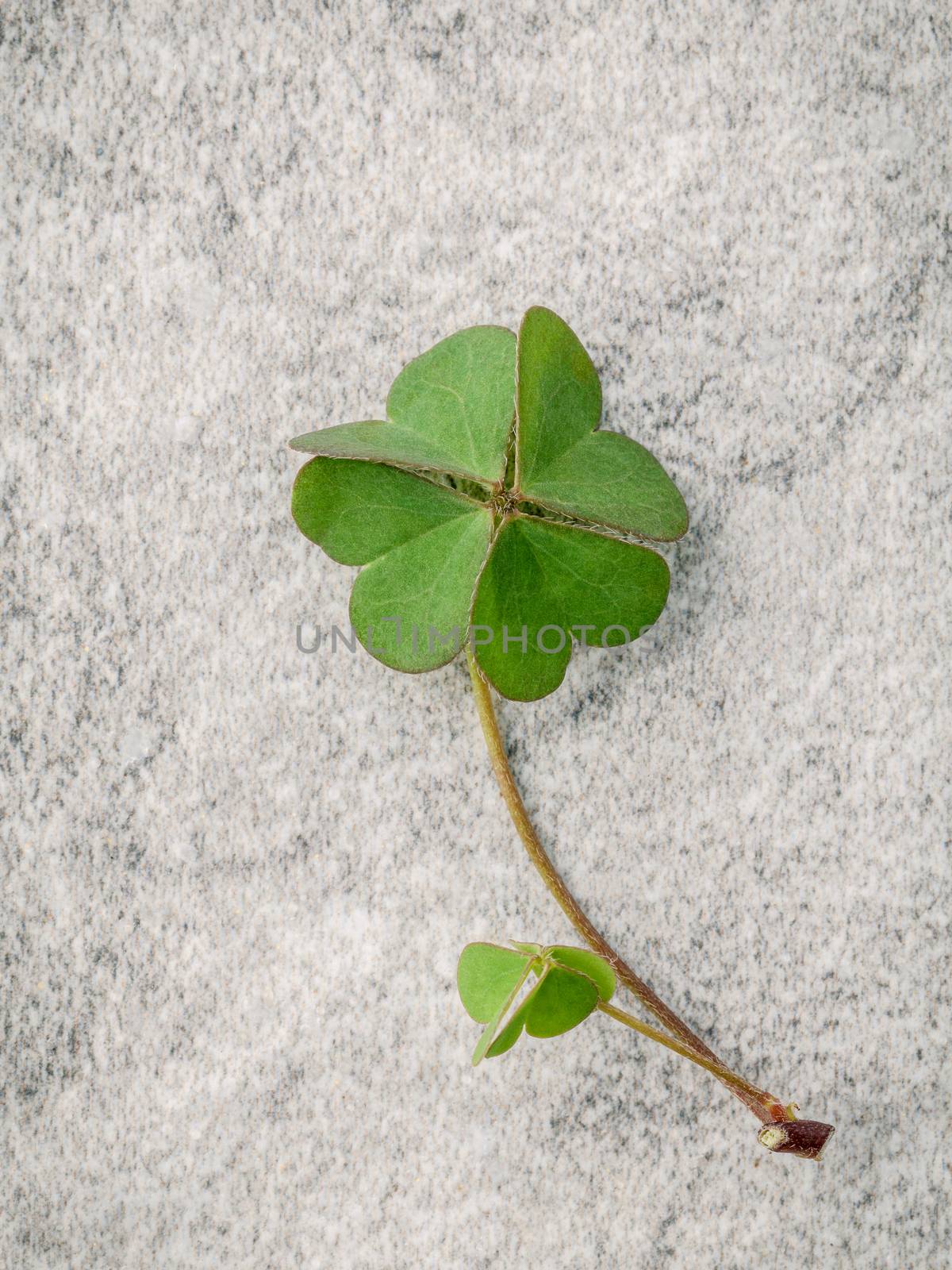 Closeup clovers leaves  on Stone background. The symbolic of the Four Leaf Clover the first is for faith, the second is for hope, the third is for love, and the fourth is for luck. Clover and shamrocks is symbolic dreams .