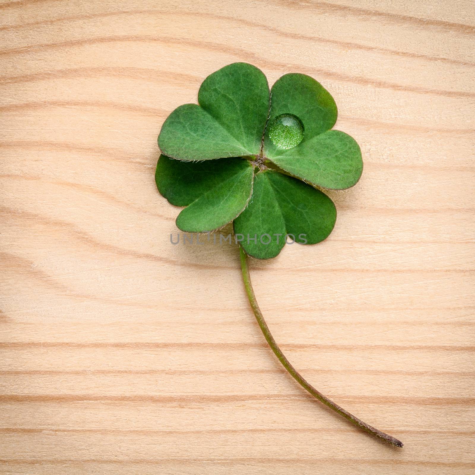 Clovers leaves on wooden background.The symbolic of Four Leaf Cl by kerdkanno