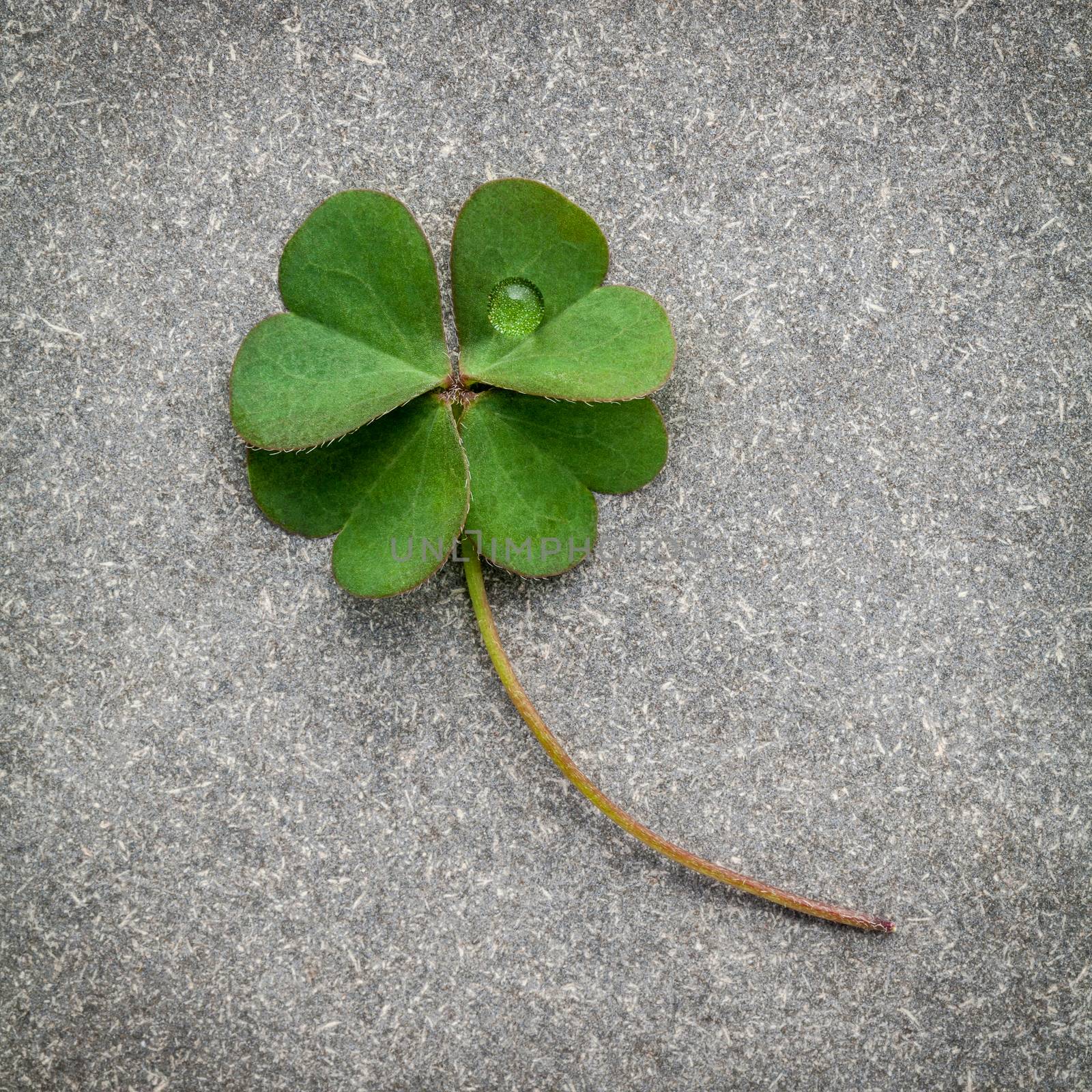 Clovers leaves on Stone background.The symbolic of Four Leaf Clover the first is for faith, the second is for hope, the third is for love, and the fourth is for luck. Shamrocks is symbolic dreams .