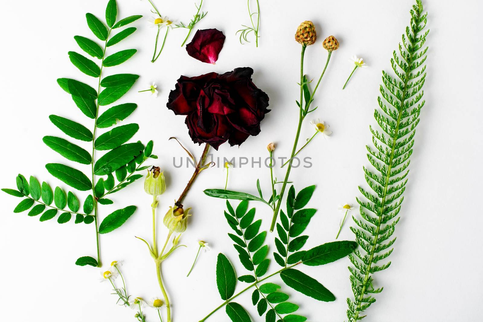 Herbarium applique with field of wild flowers and plants on white background