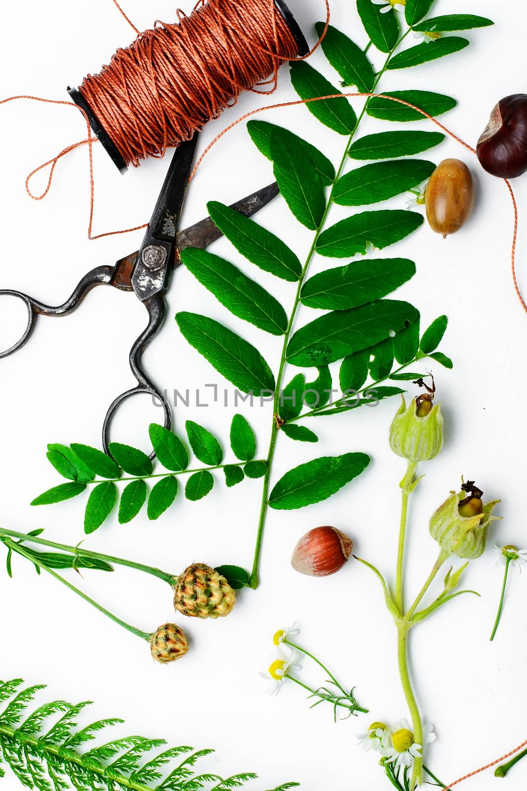 Herbarium applique with field of wild flowers and plants on white background