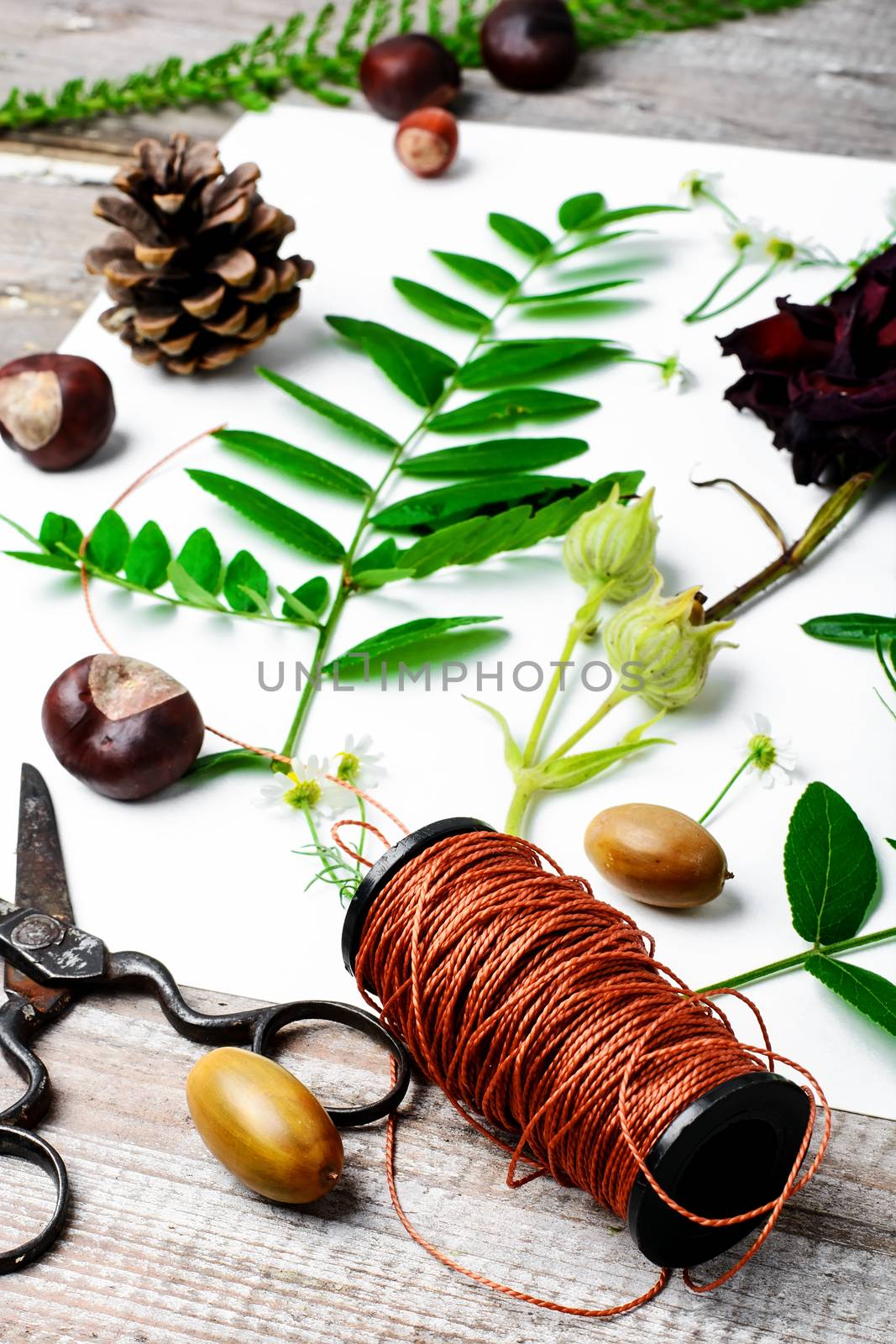 Herbarium applique with field of wild flowers and plants on white background