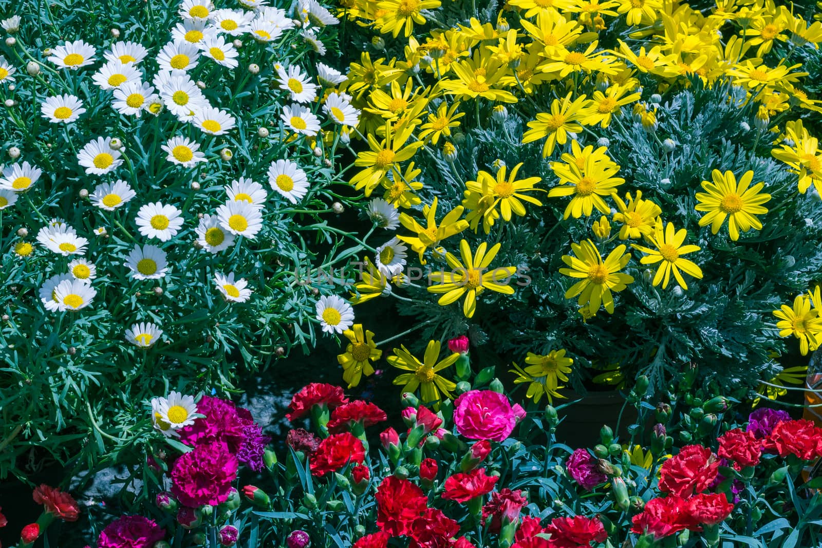 Close up of colorful flowers daisies garden.