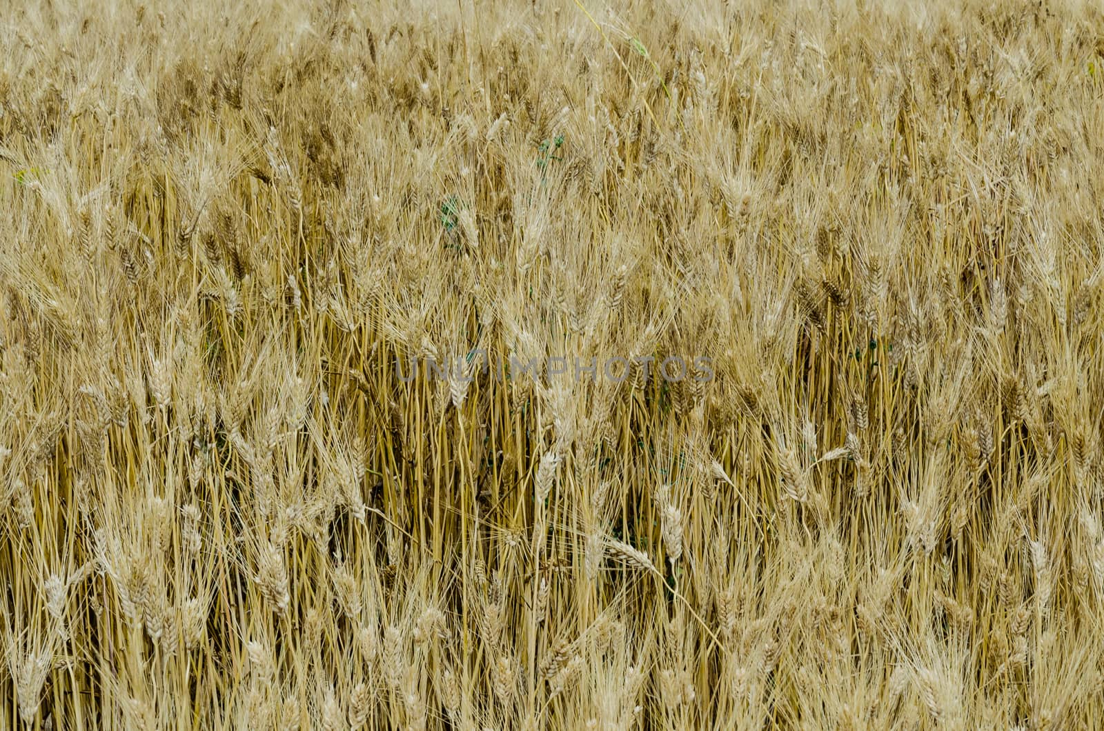 the yellow wheat field in spring time