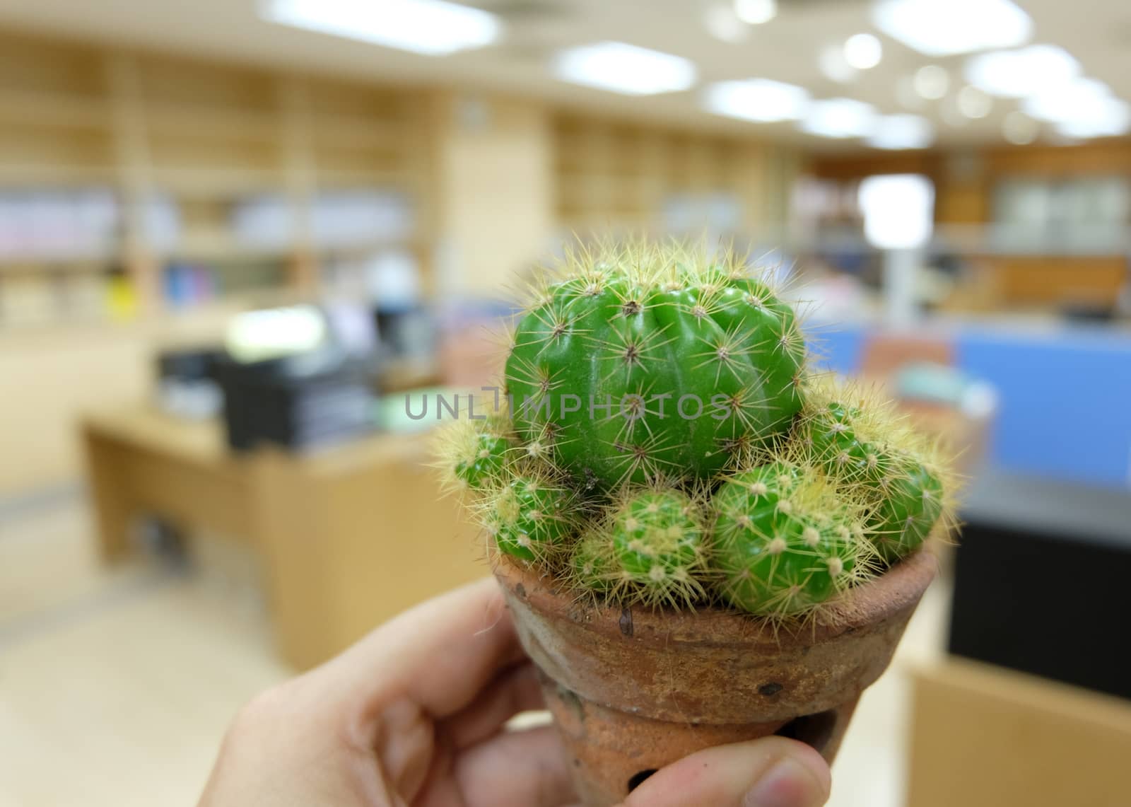 Cactus on hand in office