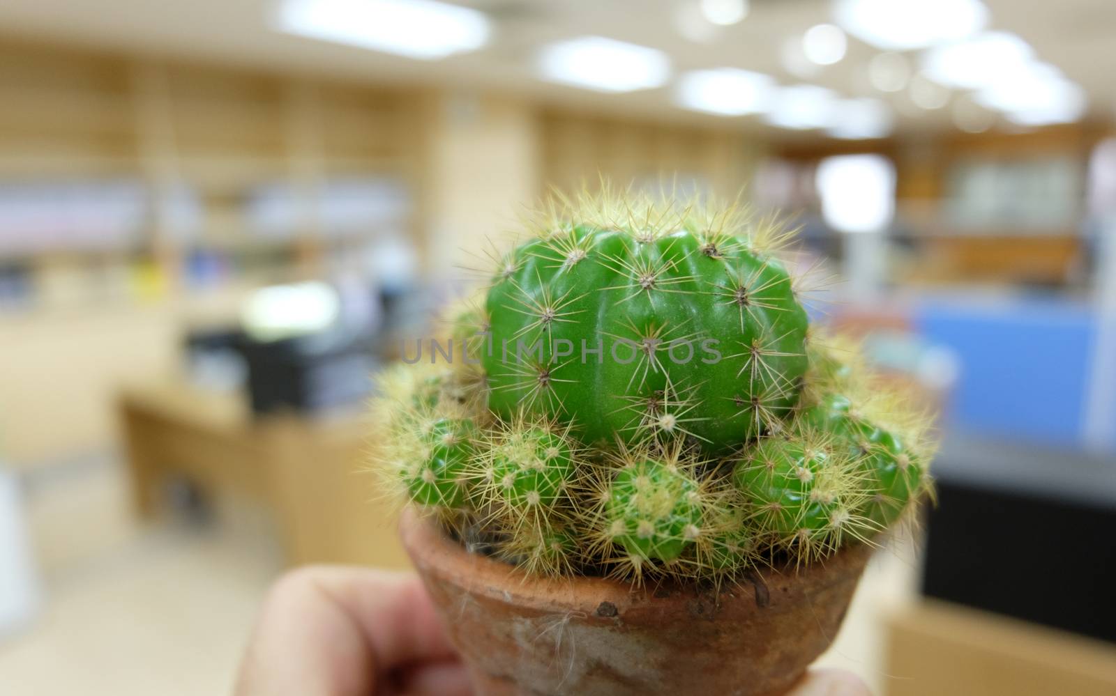Cactus on hand in office