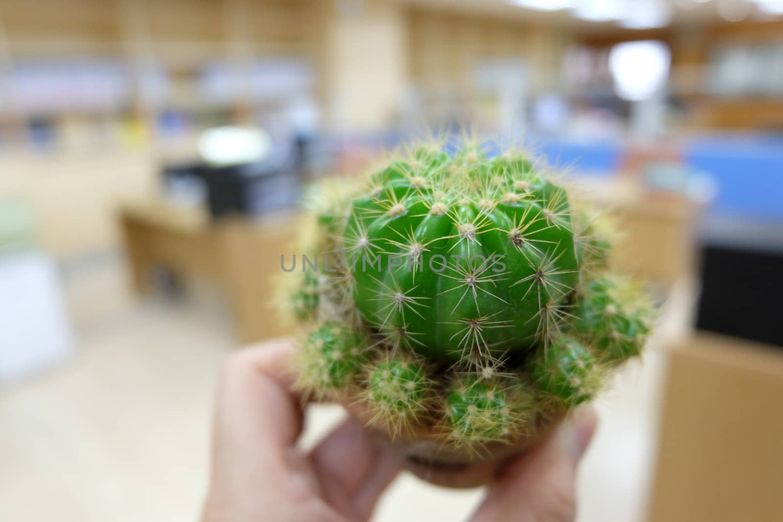 Cactus on hand in office