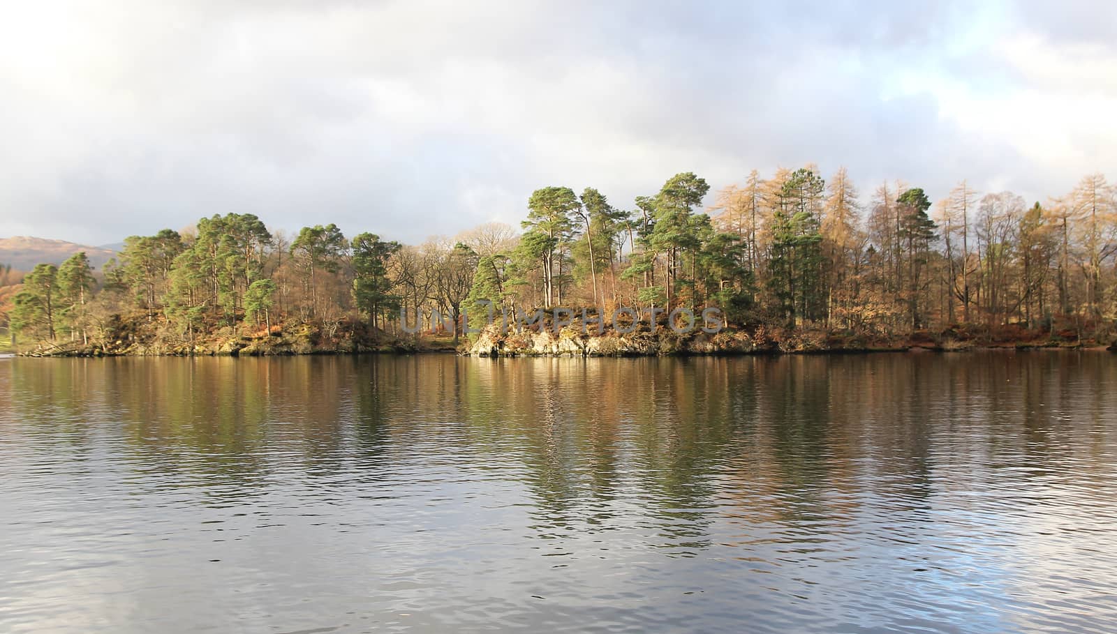 tree island in river at England