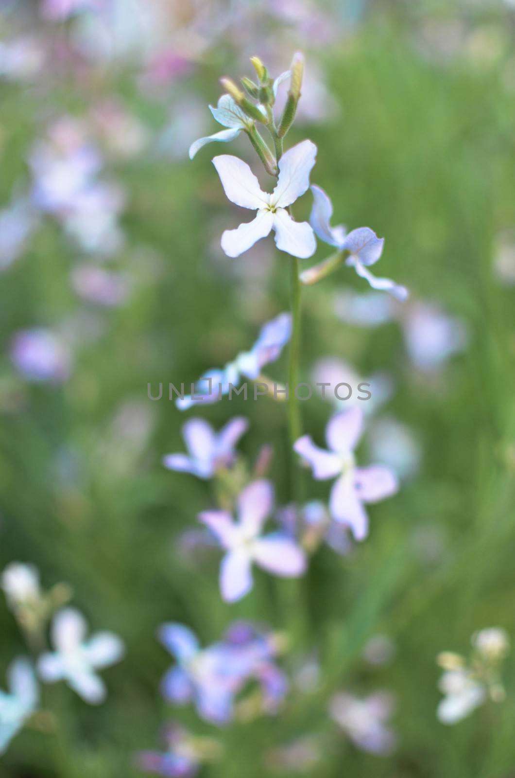 Night flowers violet spring gentle background by kimbo-bo