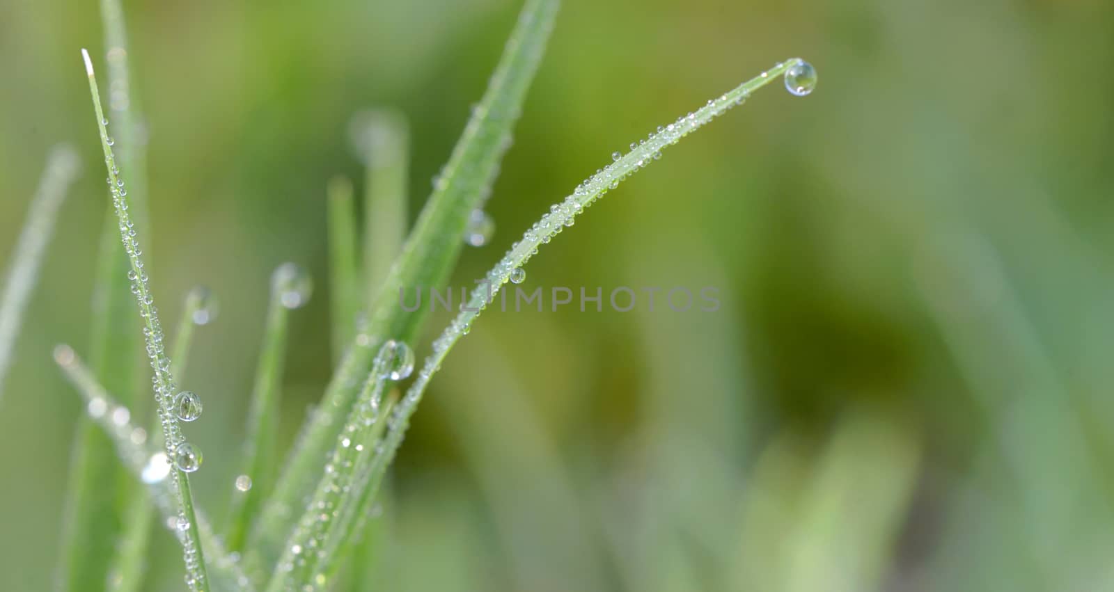 Fresh grass with dew drops close up