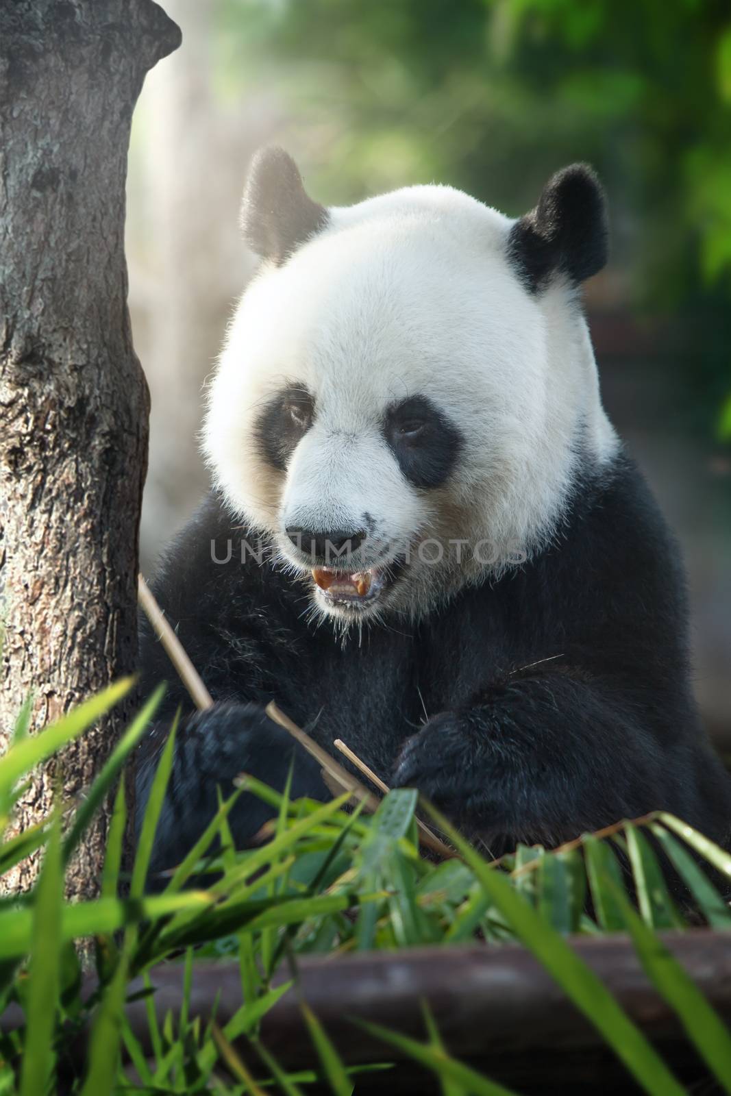 panda by ersler