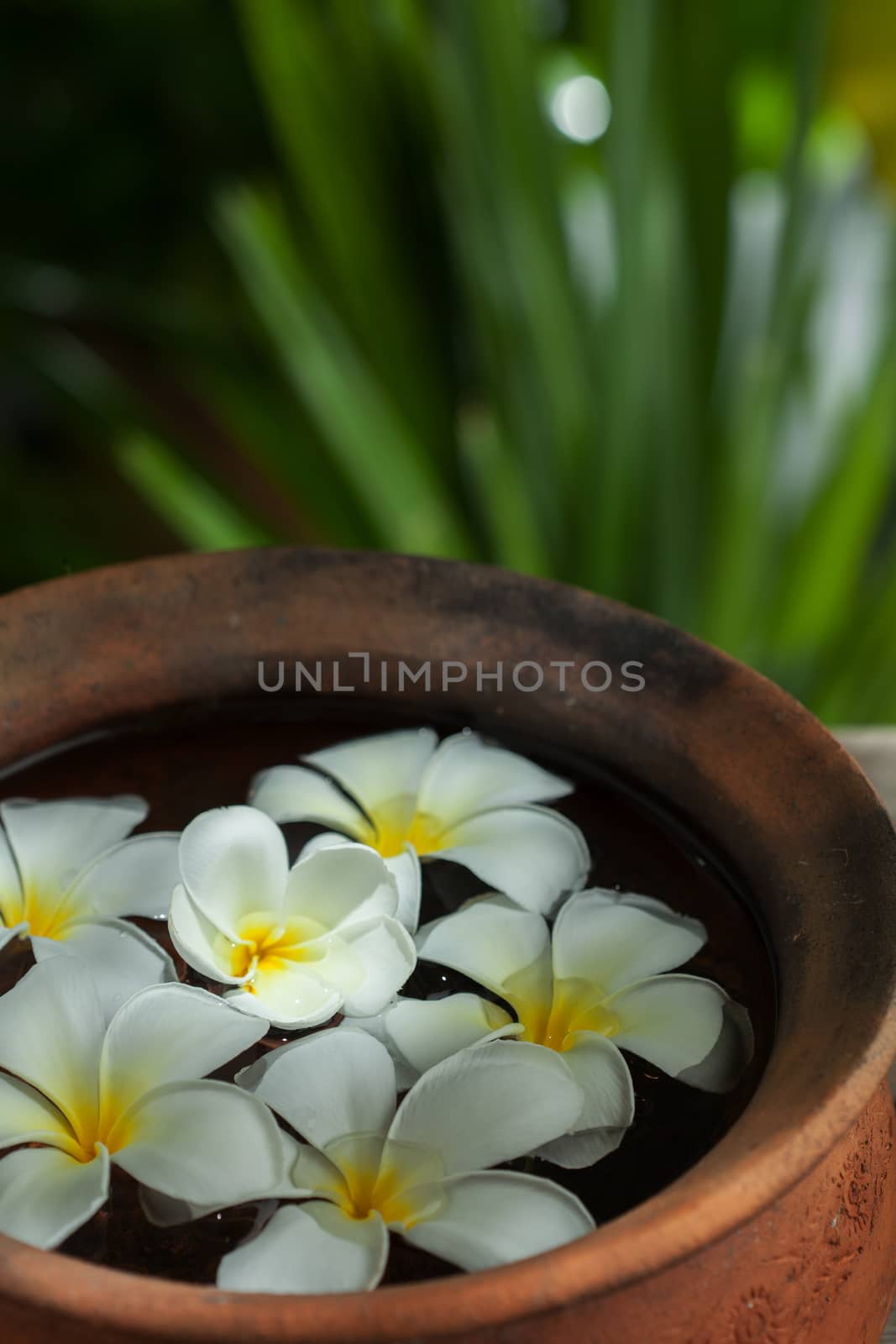 close up view of   frangipani  flower  on color back