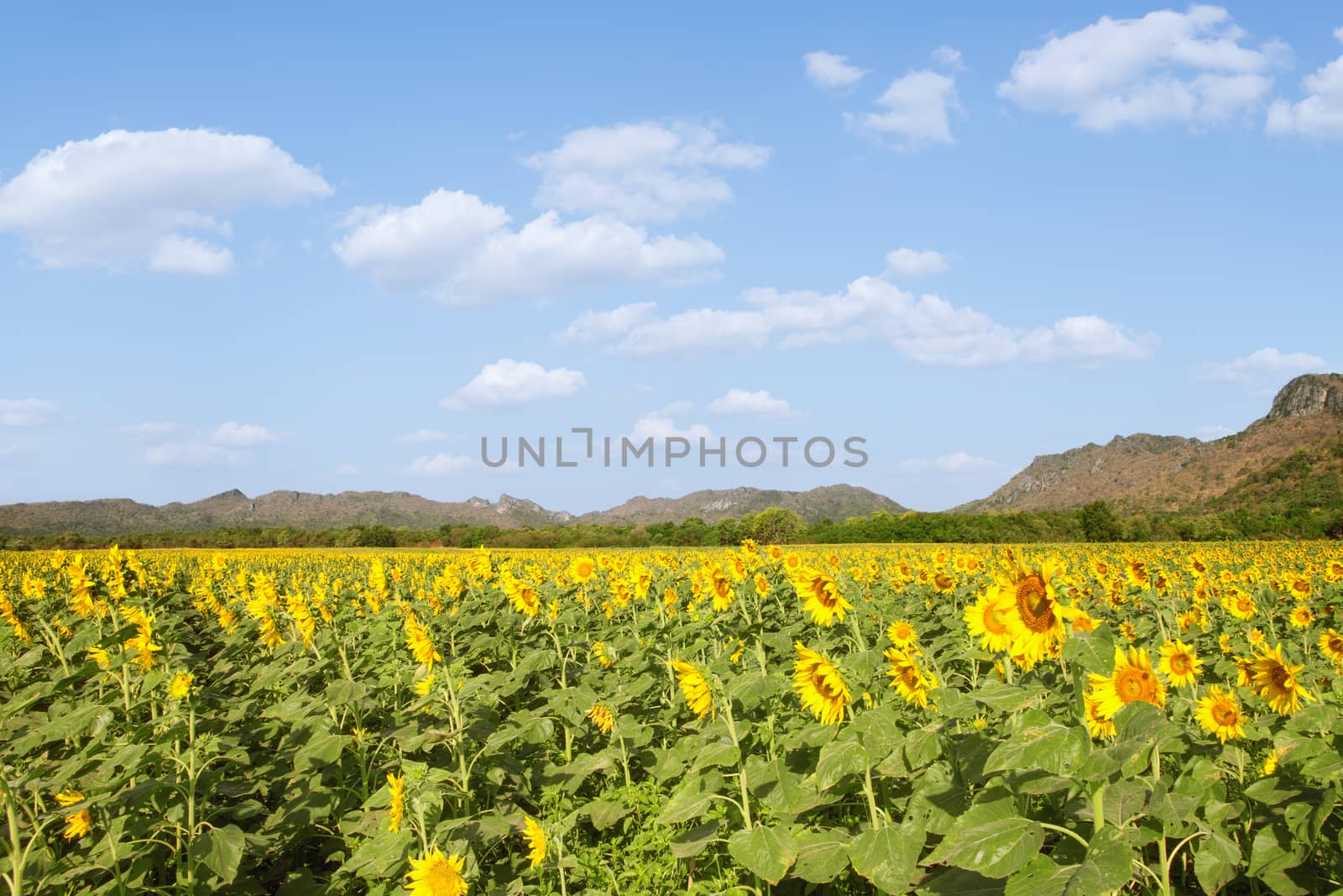 view of nice sunflower valley with mountain on the background during summer time