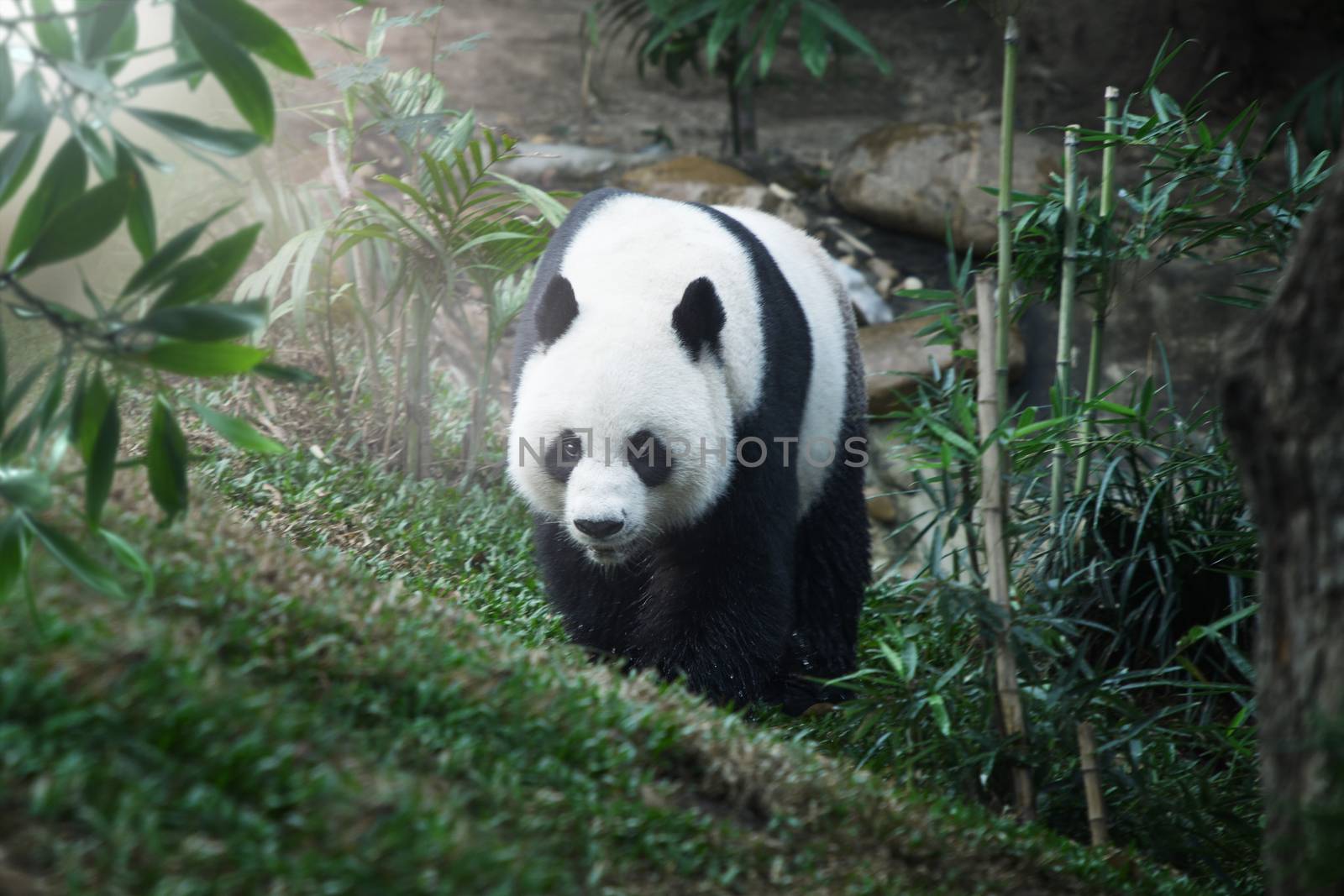 panda bear by ersler