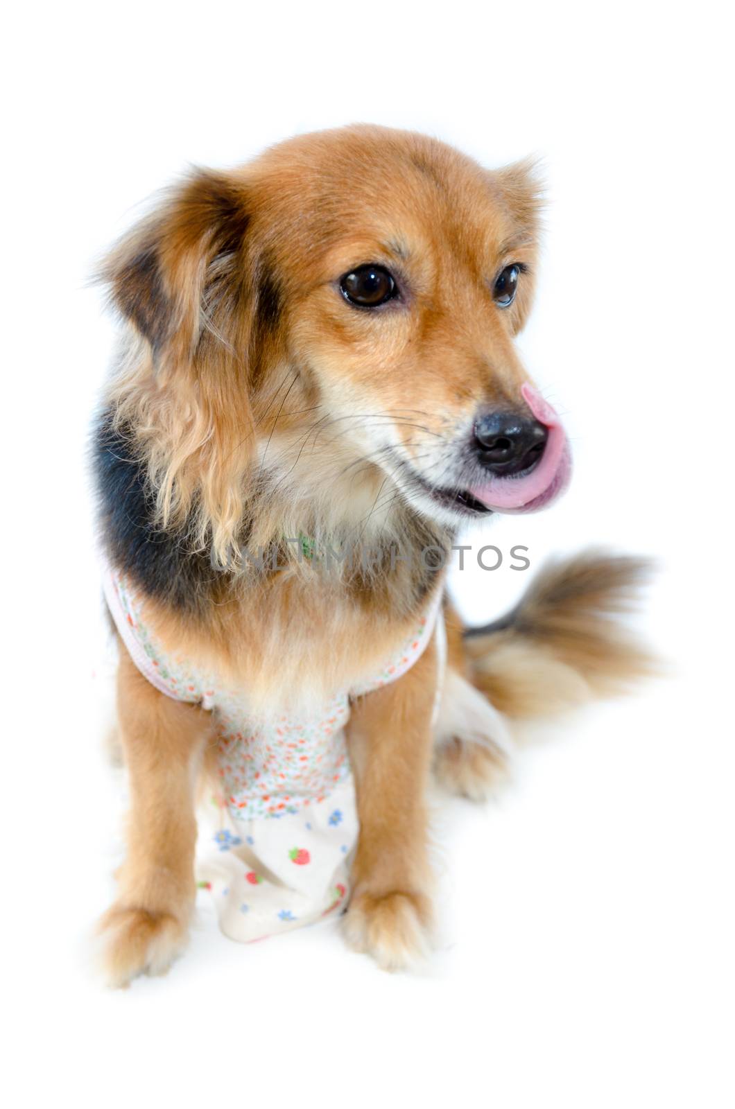 Beautiful dog with black brown wear clothing sitting with hungry on isolated white background