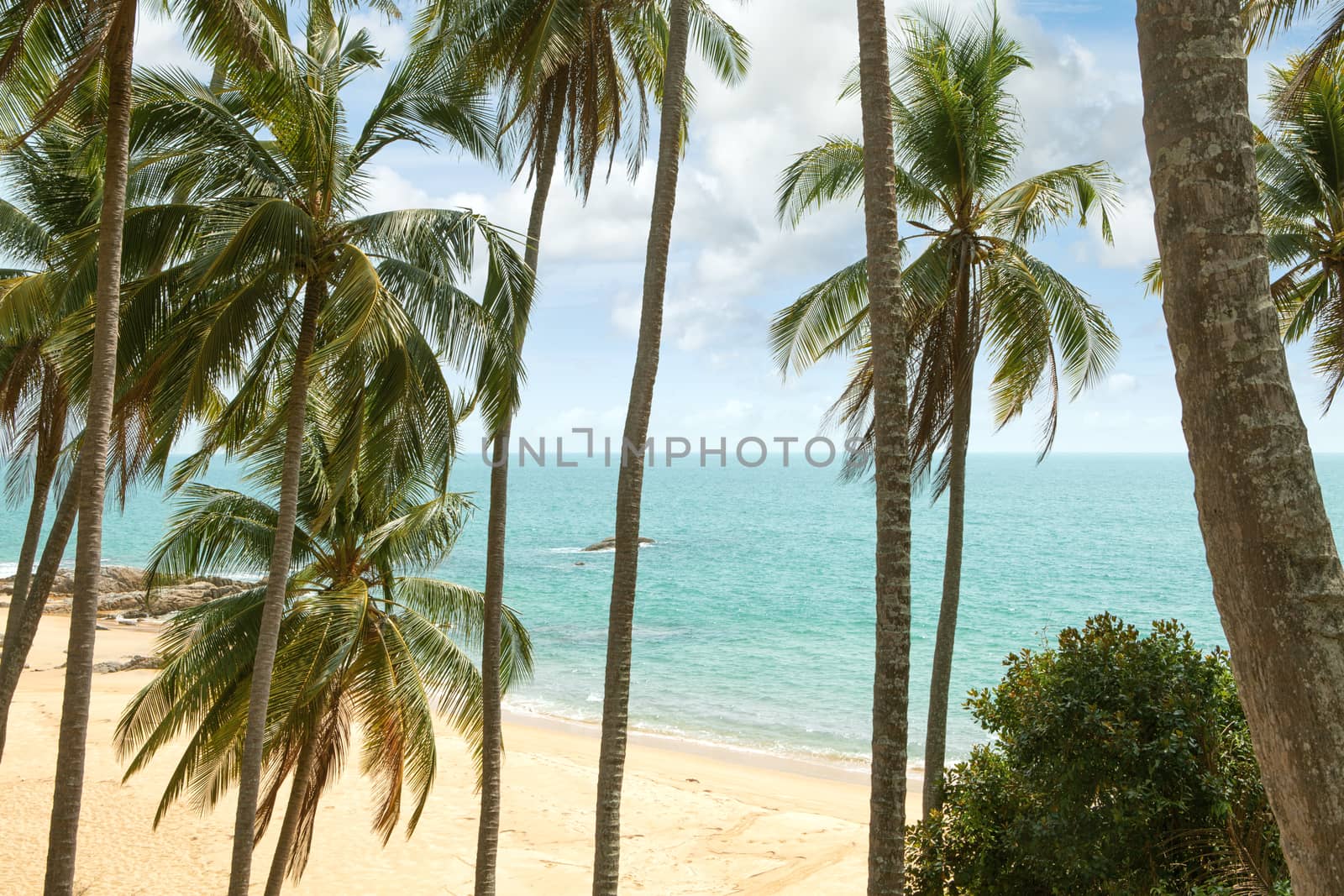 view of nice tropical shore during colorful sunset