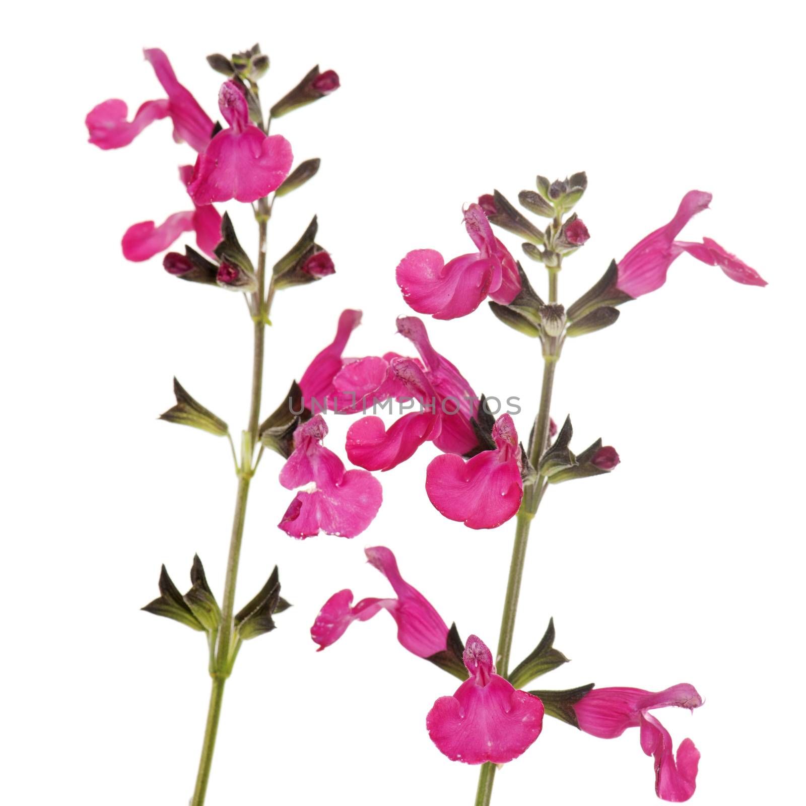 Salvia microphylla in front of white background
