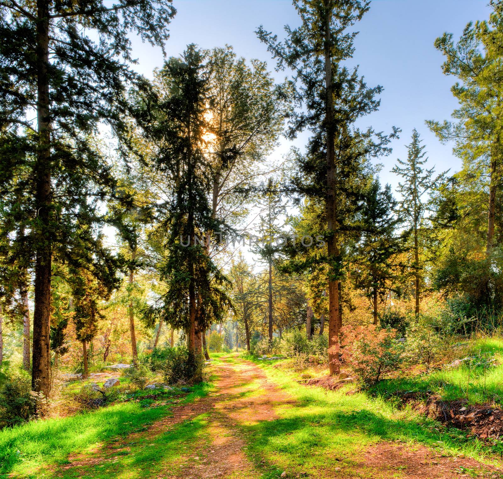 The road in the forest lit by the sun is already high and shines through the pine trees