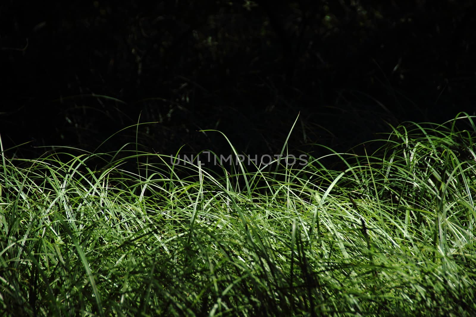 Moor with green fresh reed and black background