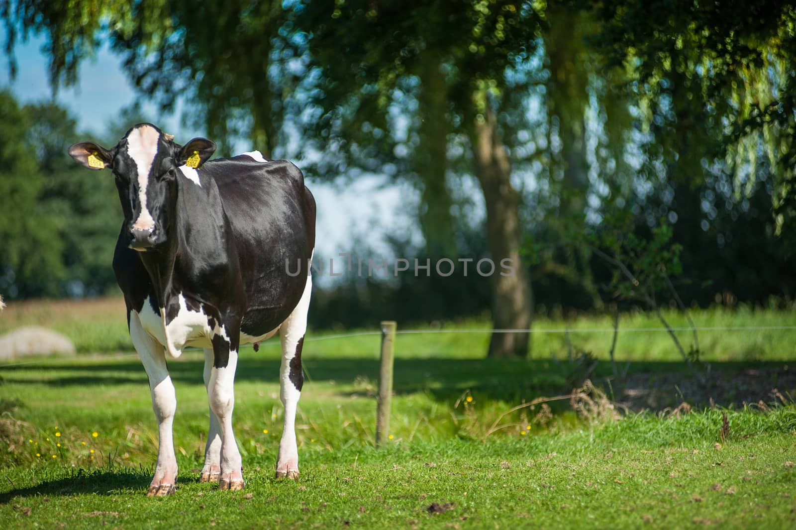A hosltein milk heifer , sunny day