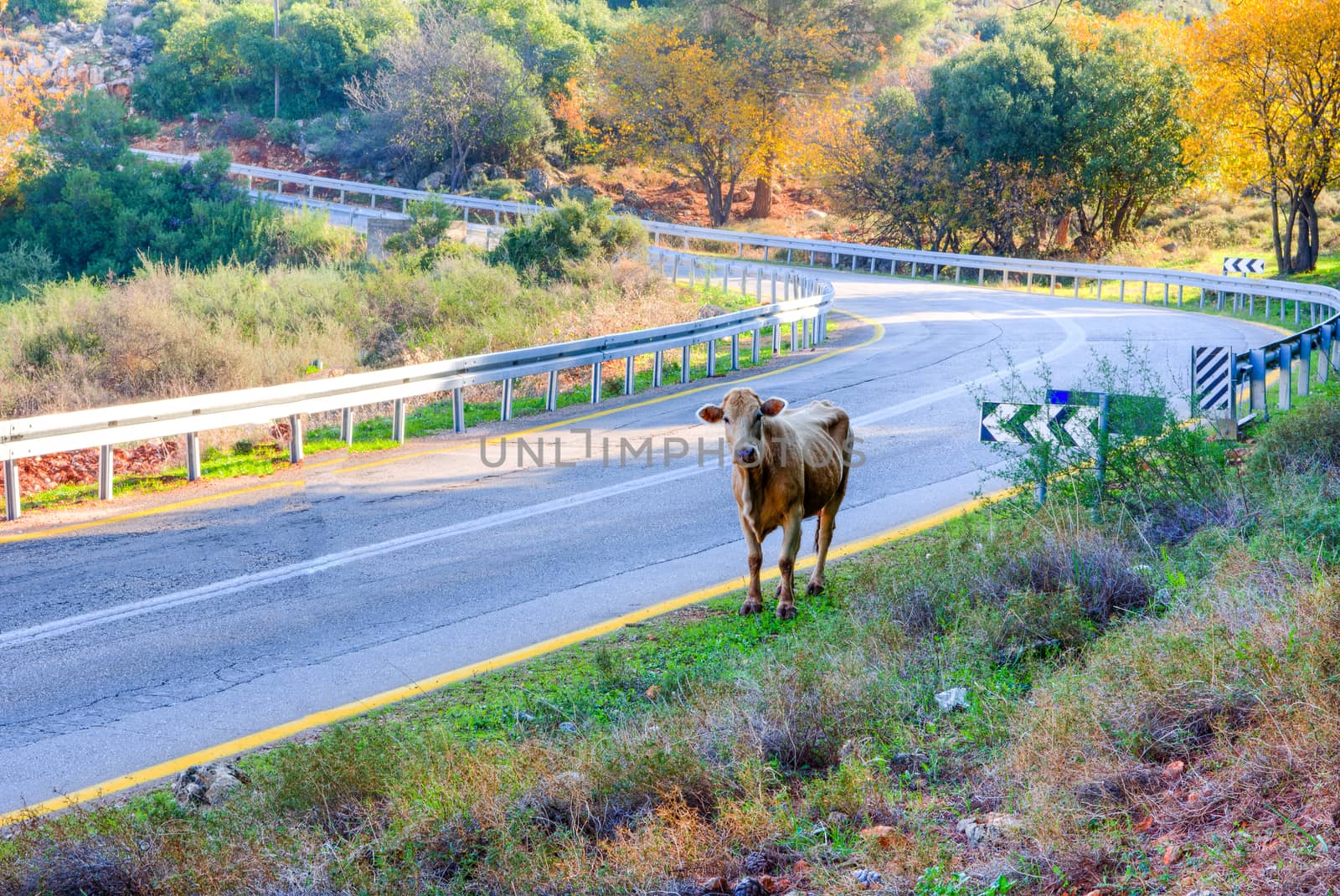 Cow on the road in the mountains by ben44