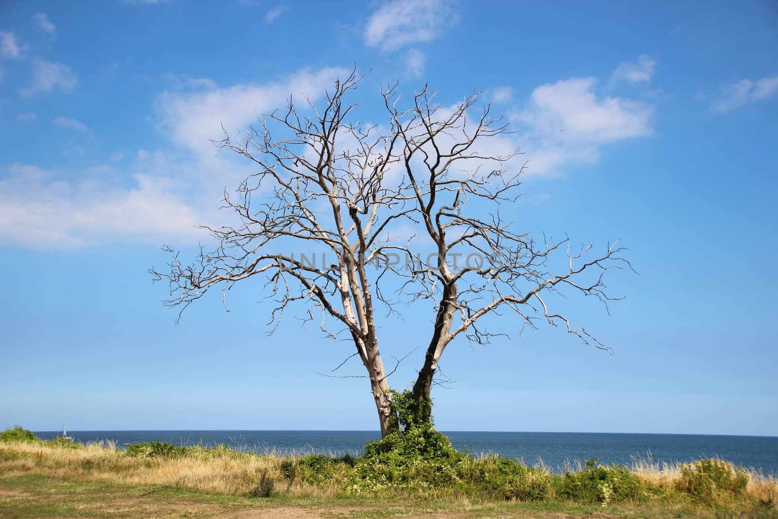 Dead tree at ocean front with horizon background