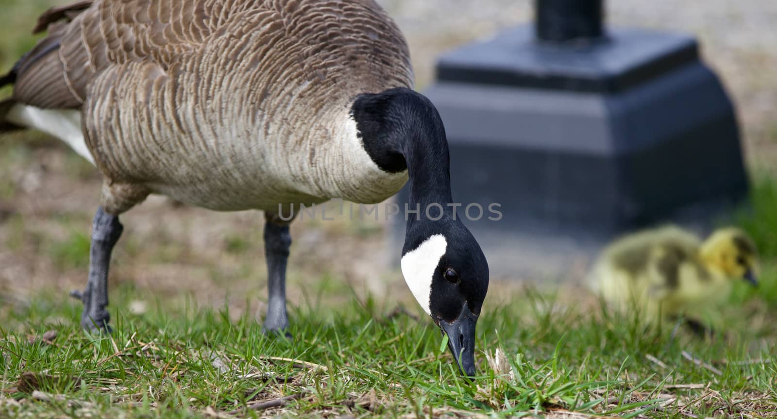 Beautiful background with a Canada goose and a chick