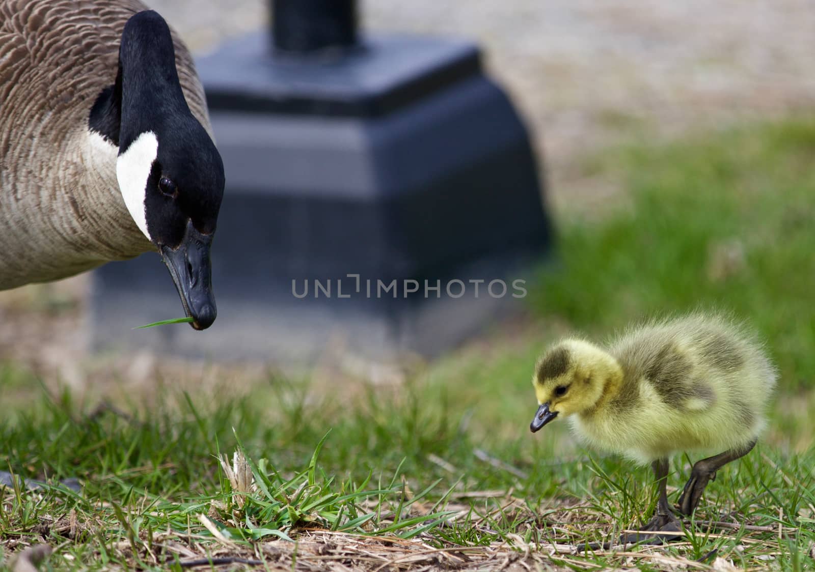 Beautiful image with a chick of the Canada geese and his mom on the grass