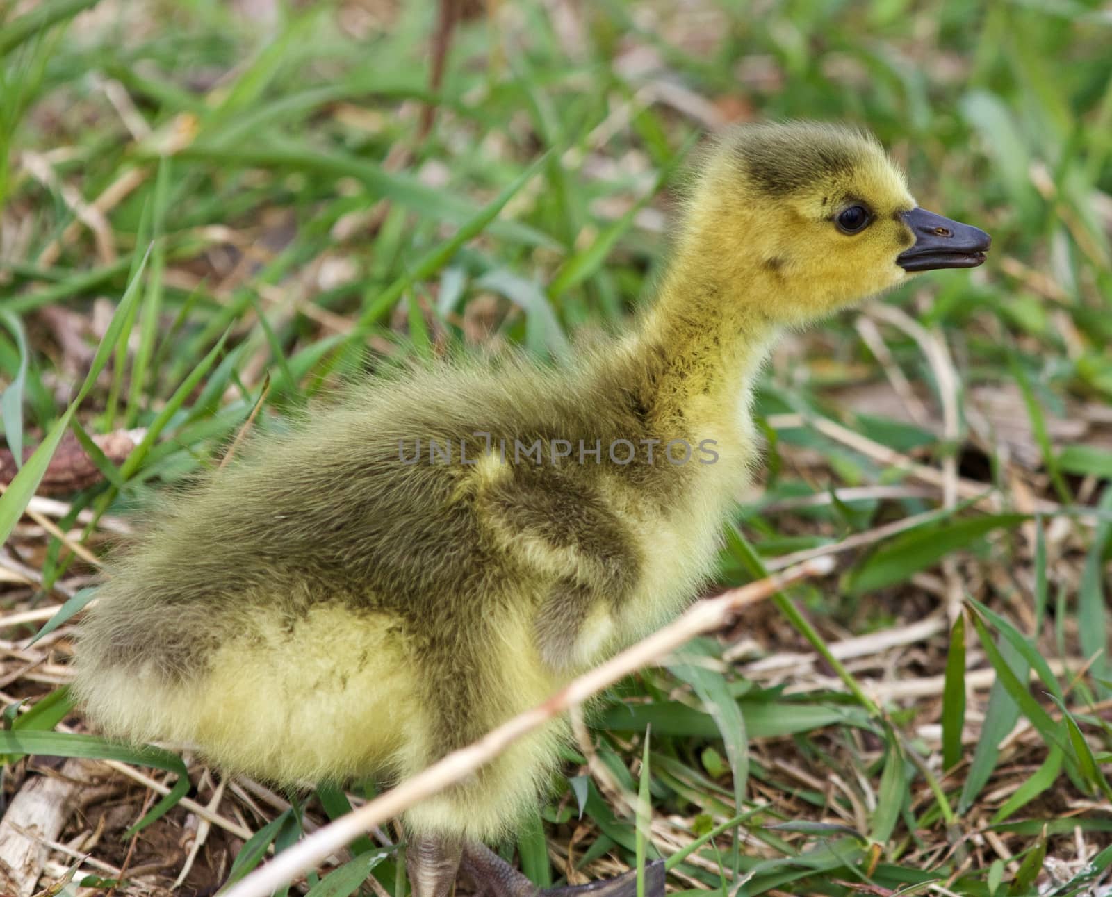 Beautiful isolated photo with a chick of the Canada geese looking at something