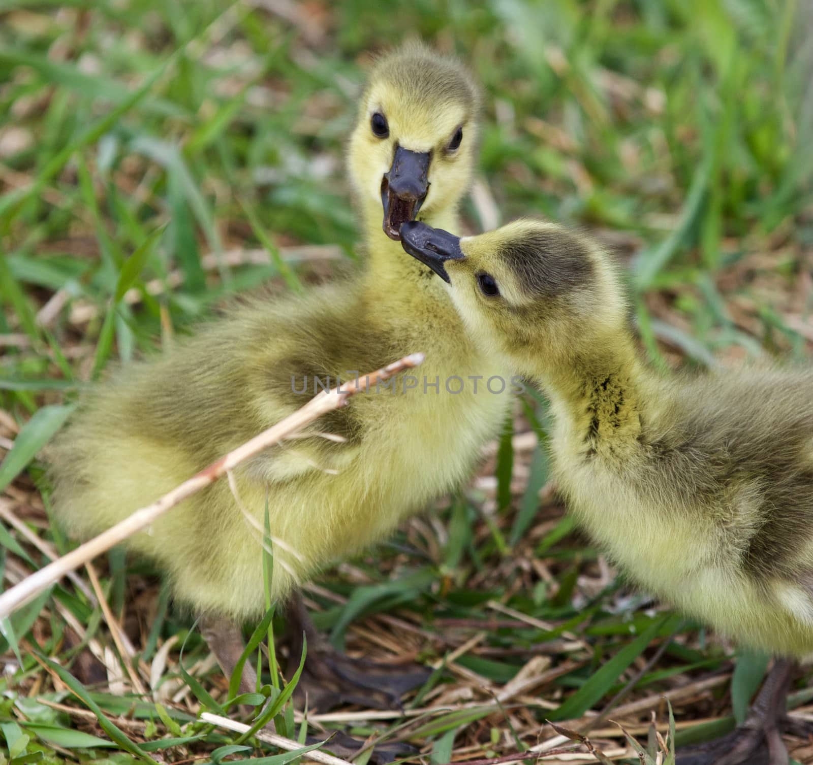 Funny beautiful isolated photo of two young chicks of the Canada geese in love
