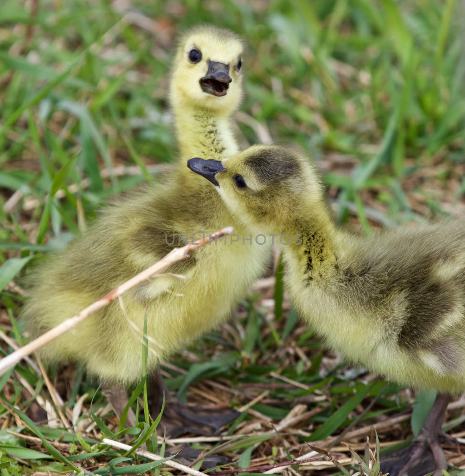 Funny photo of the amazed chick and his lover